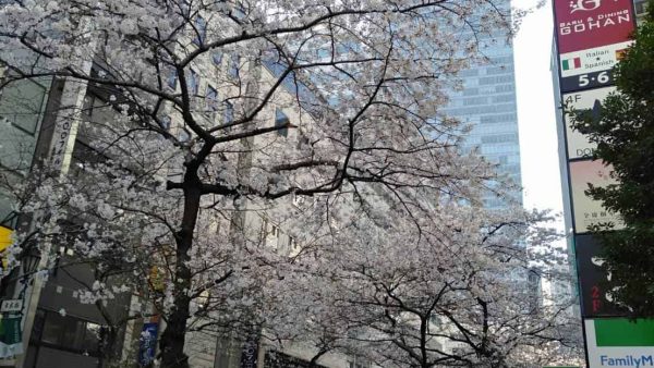 東京の桜